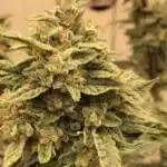 Jokerz Seeds Buds