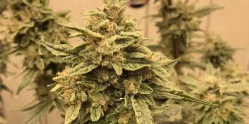 How To Grow Jokerz Strain