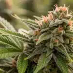 A medium shot of robust Kabrales plants during the vegetative phase, emphasizing lush foliage and healthy growth.
