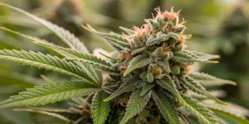 How To Grow Kabrales Strain