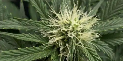 How To Grow Orka Strain