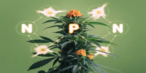 Nutrients in Cannabis Growth and Their Impact
