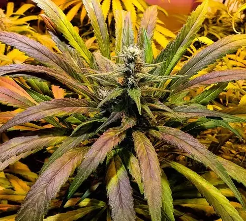 How to Feminized Cannabis Seeds