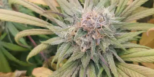 How To Grow Vanilla Frosting Strain