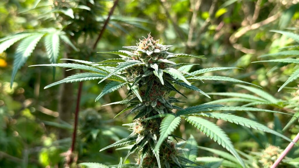 How To Grow Black Cherry Soda Strain