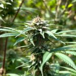 How To Grow Black Cherry Soda Strain