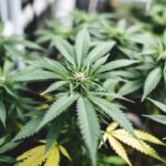 Green cannabis plants in vegetative stage showing serrated fan leaves and dense growth.