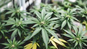 Green cannabis plants in vegetative stage showing serrated fan leaves and dense growth.