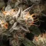 Permanent Marker Cannabis Bud with Frosty Trichomes