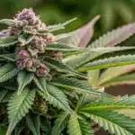Fully bloomed Alien Cookies x Kush Mints cannabis plant showcasing dense, resinous buds with vibrant green and purple colors.