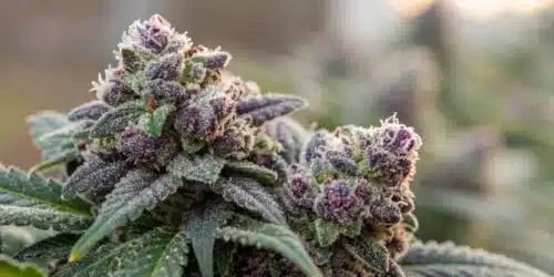 How To Grow Cookies And Cream Weed Strain