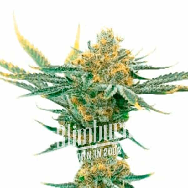Critical regular 20 thc buy cannabis seeds free shipping