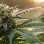 Close-up of a dense GG4 autoflower cannabis bud with prominent orange pistils, bathed in golden light.