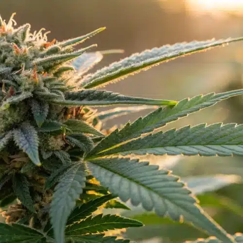 Close-up of a dense GG4 autoflower cannabis bud with prominent orange pistils, bathed in golden light.