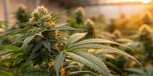 How To Grow GSC Autoflower
