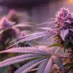 Close-up of vivid purple autoflower cannabis buds with sparkling trichomes.
