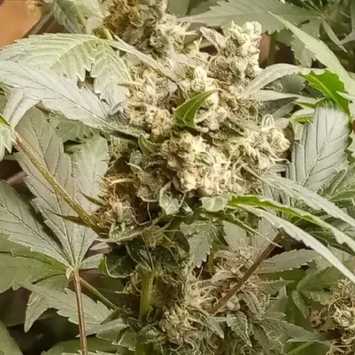 How To Grow Purple Lemonade Autoflower