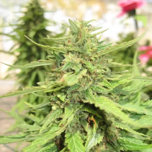How to Grow Sour Tangie Strain: Sour Tangie Weed Strain and Seeds