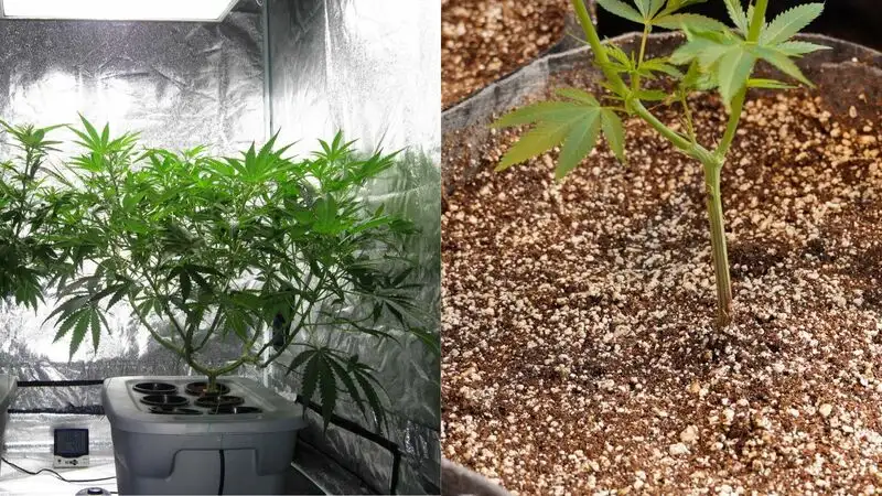 Hydroponic vs Soil