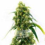 Power Plant Seeds