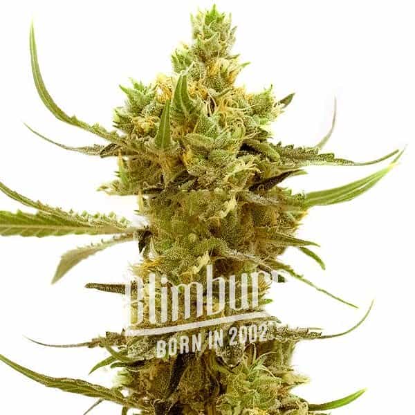 Strawberry Banana Kush Regular 21 THC Buy Cannabis