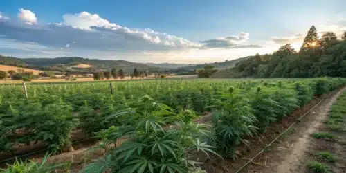 How To Grow watermelon auto