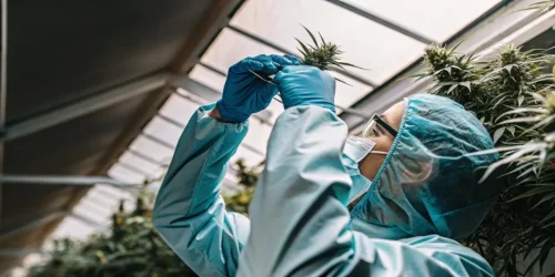 Why are my cannabis leaves turning yellow?