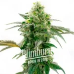 Cream Caramel Auto