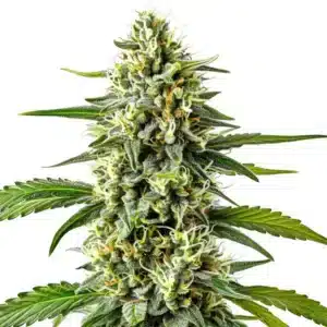 Cream Caramel Auto cannabis bud covered in trichomes and orange hairs