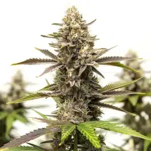 Dark Devil Auto cannabis plant with purple buds and resinous flowers