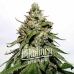 Fast Bud Auto