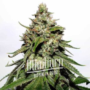 Fast Bud Auto