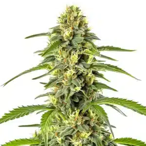 Fast Bud Auto cannabis plant with long cola and orange pistils