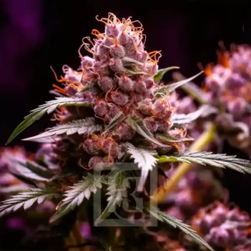 How To Grow RS11 x Candy Rain