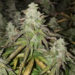 How To Grow Ricky Bobby Weed Strain