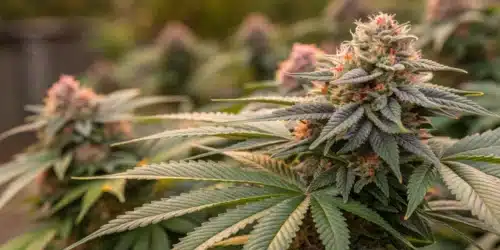 How To Grow London Pound Cake Strain