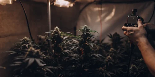 Best Autoflower Seeds for Beginners