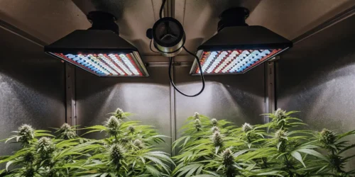 Cannabis Growing Lights: Maximizing Yield with LED Lights