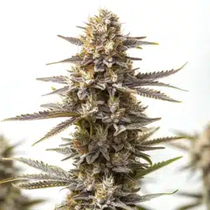 RS11 x Gushers cannabis bud with dense structure, frosty trichomes and orange pistils