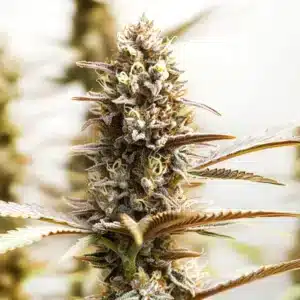 RS11 x Super Boof cannabis cola with frosty buds and prominent pistils