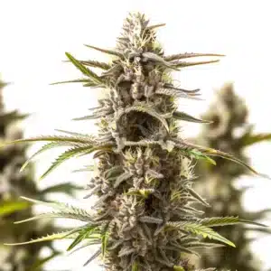 RS11 x Zoap cannabis bud with thick trichome layer and colorful leaves