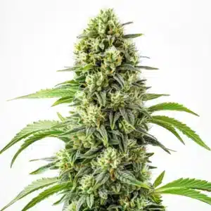 Steve’s Dream Queen cannabis flower with resinous buds and green leaves