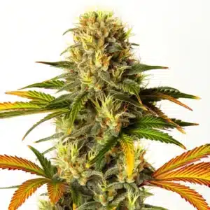 Steve’s Hellfire OG cannabis bud with fiery pistils and frosty trichomes