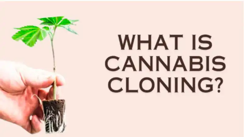 What is Cannabis Cloning?