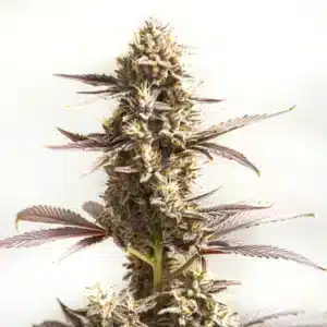 Whiskey Zulu Autoflower cannabis plant with purple leaves and mature buds