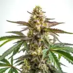 White Truffle cannabis bud covered in thick frosty trichomes with dark green leaves.