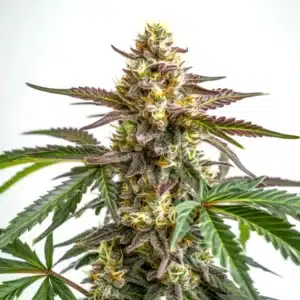 White Truffle cannabis bud covered in thick frosty trichomes with dark green leaves.