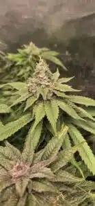 Godfather OG seeds grow gallery featuring resin-coated cannabis flowers developing in an outdoor garden.