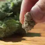 Hand Holding a Dried Cannabis Bud Close-Up