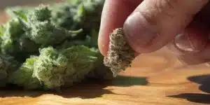Hand Holding a Dried Cannabis Bud Close-Up
